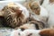 Portrait of a sleepy mackerel tabby cat on the windowsill at morning