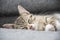 Portrait of a sleepy young tabby kitten lying on a grey sofa at home.