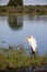 Portrait of a slender African tantalus, a yellow-billed, red-faced stork, perched on the African savanna