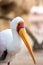 Portrait of a slender African Tantalus, yellow billed stork, walking on the sands of a rocky beach. Mycteria ibis