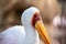 Portrait of a slender African Tantalus, yellow billed stork, walking on the sands of a rocky beach. Mycteria ibis