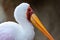 Portrait of a slender African Tantalus, yellow billed stork, walking on the sands of a rocky beach. Mycteria ibis