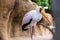 Portrait of a slender African Tantalus, yellow billed stork, walking on the sands of a rocky beach. Mycteria ibis