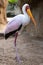 Portrait of a slender African Tantalus, yellow billed stork, walking on the sands of a rocky beach. Mycteria ibis