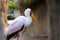 Portrait of a slender African Tantalus, yellow billed stork, walking on the sands of a rocky beach. Mycteria ibis