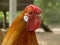 Portrait of a slim orange rooster with a wrinkled crumpled red comb, a cockscomb and white ear lobe.