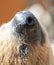 Portrait of a sloth in the zoo