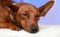 Portrait of a slumbering dog on a white blanket.