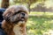 Portrait of small adult dog with background of a park.