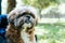 Portrait of small adult dog with background of a park.