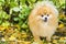 Portrait of small adult ginger fluffy Pomeranian spitz dog barking, howling, looking, calling for the owner. thoroughbred purebred