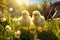 Portrait of small baby chickens on a green grass in the courtyard, bright sunny day, on a ranch in the village, rural