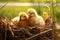 Portrait of small baby chickens in a nest, on a bright sunny day, on a ranch in the village, rural surroundings on the