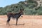 A portrait of a small baby donkey grazing on the field on a background of mountains. The cute animal is looking into