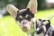 Portrait of A small black corgi puppy purebred in a muzzle mask and on a leash