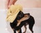 Portrait of a small black dog Toy Terrier with a yellow bath towel on his head. Washing and caring for the dog.Close-up