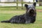 Portrait of small black Skye Terrier sitting in field