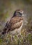 Portrait of a small burrowing owl looking right