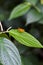 This portrait of a small, butterfly-like insect pest is a moth