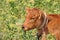 Portrait of small calf with bright red fur and long lushes