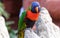 Portrait of a small colorful parrot sitting on a branch. Tropical bird, lory family. Red, blue, yellow and green colors. Close up