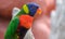 Portrait of a small colorful parrot sitting on a branch. Tropical bird, lory family. Red, blue, yellow and green colors. Close up