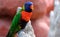 Portrait of a small colorful parrot sitting on a branch. Tropical bird, lory family. Red, blue, yellow and green colors. Close up