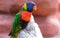 Portrait of a small colorful parrot sitting on a branch. Tropical bird, lory family. Red, blue, yellow and green colors. Close up