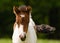 Portrait of a small cute skewbald foal of an Icelandic horse is looking alone in the meadow