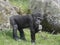 Portrait of small cute Western lowland gorilla infant baby, Gorilla gorilla eating or chewing twigs, grass and rock background