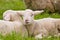 Portrait of a small cute wooly white newborn lamb sleeping in the meadow