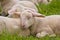 Portrait of a small cute wooly white newborn lamb sleeping in the meadow