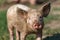 Portrait of a small dirty pig on the background of green grass. Livestock farm