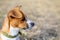 Portrait of a small dog. Dog in the countryside