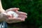 Portrait of small dumbo rat safely sitting in human palms