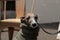 Portrait of a small female purebred pet companion whippet dog in a high necked jumper on it`s lead at a cafe on the street with i