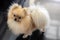 Portrait of small fluffy decorative Pomeranian Spitz with funny face, creamy beige color stands on shiny glossy black floor, on