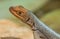 Portrait of small galapago lava lizard with orange head