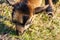 Portrait of small juvenile brown goat eating grass on pasture