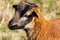 Portrait of small juvenile brown goat from side