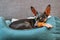 Portrait of a small miniature pinscher dog relaxing in bed