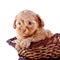 Portrait of a small puppy of a decorative doggie in a wattled basket.