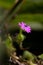 A portrait of a small purple flower called a stork`s bill, erodium cicutarium, redstem filaree or pinweed. Its inbetween the gras