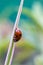 A portrait of a small red and black ladybug with black spots or coccinellidae walking down a green blade of grass. The tiny insect