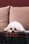 A portrait of a small white cute boomer dog lying down on a couch on a cosy blanket. The domestic animal is barely awake, but is