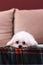 A portrait of a small white cute boomer dog lying down on a couch on a cosy blanket. The domestic animal is barely awake, but