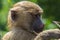 Portrait of small yellow baboon with blured background