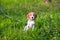 Portrait of a smart Beagle puppy on a flowering lawn.