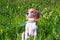 Portrait of a smart Beagle puppy on a flowering lawn.