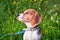Portrait of a smart Beagle puppy on a flowering lawn.